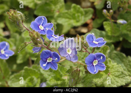 Winzige blaue gemeinsamen Feld-Ehrenpreis Blumen in Nahaufnahme Stockfoto