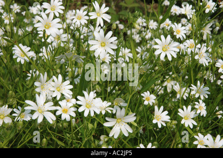 Größere Stitchwort hautnah auf Masse von Blumen Stockfoto