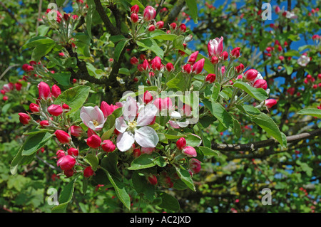 Apple Blossom hautnah Stockfoto