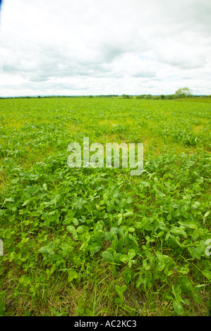 Klee wächst in Weideland für Bio-Milch-Kühe Stockfoto