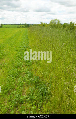 Klee wächst in Weideland für Bio-Milch-Kühe Stockfoto