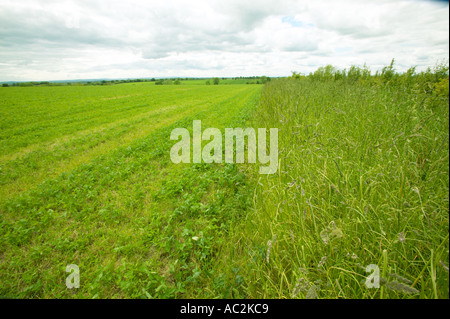 Klee wächst in Weideland Stockfoto