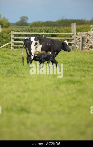 Britischen Holstein-Friesian Kuh mit Neugeborenen Kalb Stockfoto