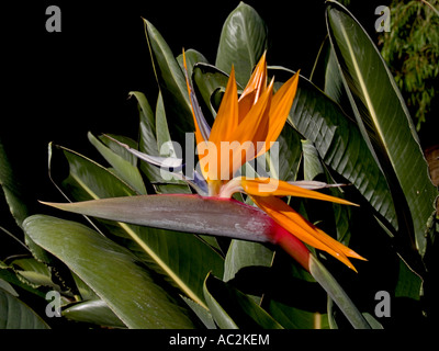 Nahaufnahme der Blüte der Paradiesvogel oder Kran Blume (Strelitzia) Stockfoto
