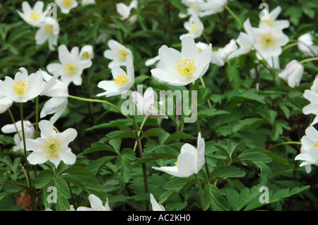 Holz-Anemonen wächst auf Waldboden Stockfoto