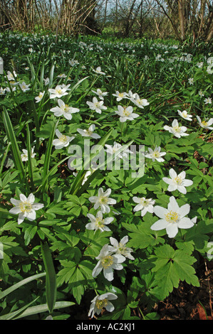 Holz-Anemonen wächst inmitten der Wälder von Hazel Niederwald Stockfoto