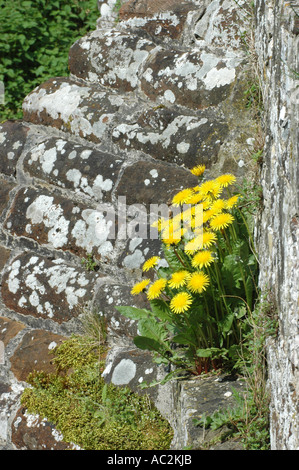 Löwenzahn wächst in einer Felsspalte Wand Stockfoto