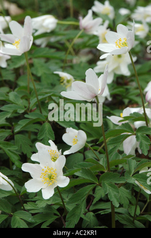 Holz-Anemonen wächst auf Waldboden Stockfoto