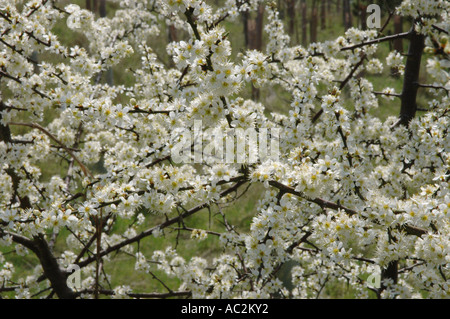 Blackthorn Blüte hautnah Stockfoto
