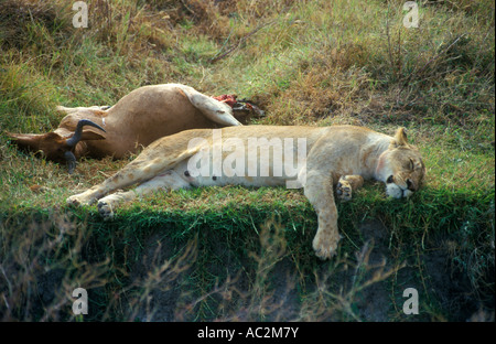 eine erschöpfte Löwin (Panthera Leo) schlafend neben ihre Beute im Ngorongoro Crater in Tansania in Afrika Stockfoto