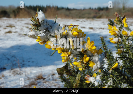 Ginster blühen im Winterschnee Stockfoto