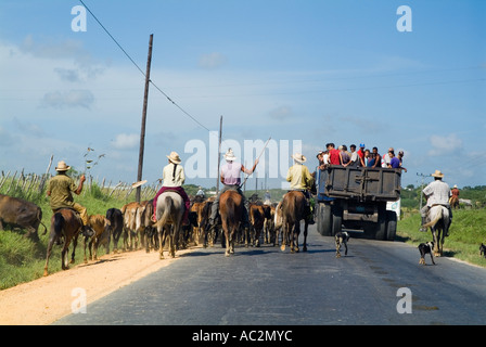 Cowboys Rinder hüten, während im Anschluss an eines öffentliche Transport-LKW auf der Straße in Kuba. Stockfoto