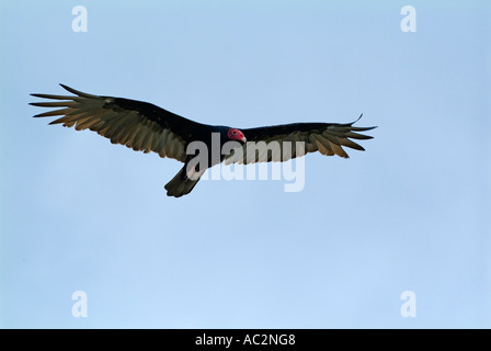 Türkei-Geier (Cathartes Aura) fliegen durch den Himmel in der Nähe von Maria la Gorda, Kuba. Stockfoto