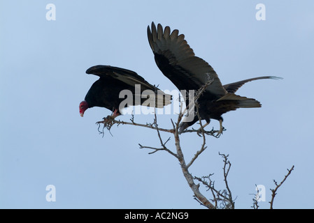 Türkei-Geier (Cathartes Aura) thront oben auf den Ästen eines Baumes, Maria la Gorda, Kuba. Stockfoto