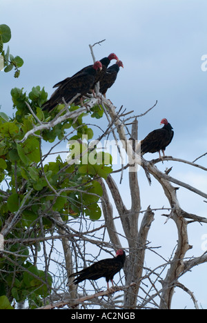 Türkei-Geier (Cathartes Aura) thront oben auf den Ästen eines Baumes, Maria la Gorda, Kuba. Stockfoto