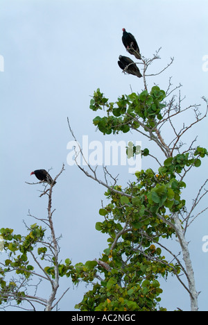 Türkei-Geier (Cathartes Aura) thront oben auf den Ästen eines Baumes, Maria la Gorda, Kuba. Stockfoto