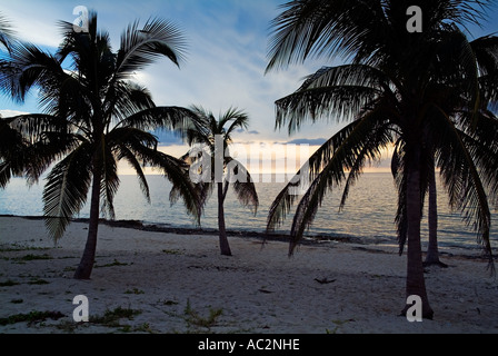 Kokospalmen am Strand vor einem stürmischen Himmel am Strand von Maria la Gorda Kuba Stockfoto