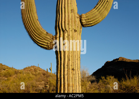 Saguaro Kaktus Carnegiea Gigantea, mit zwei Armen, bergige Wüste Hintergrund, Sonora-Wüste, Südwesten der USA Stockfoto