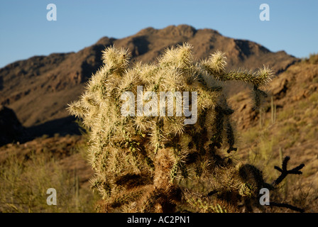 Cholla Cactus Opuntia sp, Bergkulisse, Sonora-Wüste, US-amerikanischer südwestlich Stockfoto