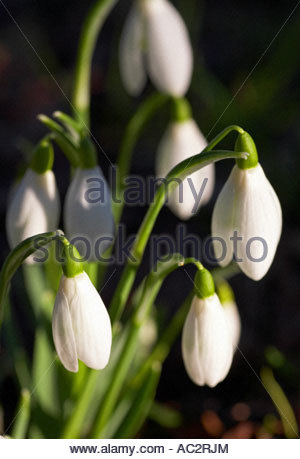 Schneeglöckchen Stockfoto