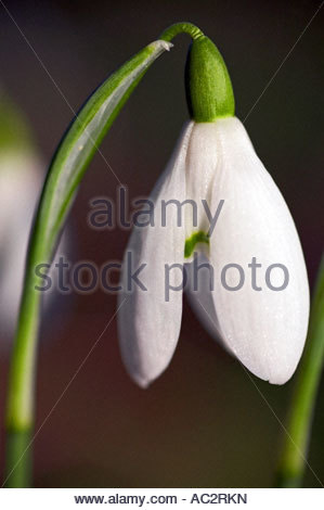 Schneeglöckchen Stockfoto