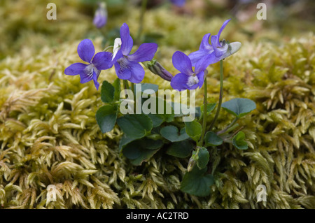 Süße Veilchen (Viola Odorata) Blumen, Frühling, Maybank, Stornoway, Isle of Lewis, äußeren Hebriden, Western Isles, Schottland, UK Stockfoto