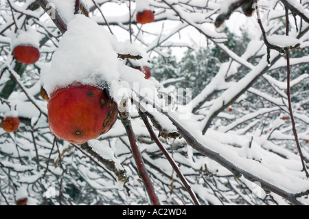 Gefrorenen Apfel auf einem schneebedeckten Baum Stockfoto