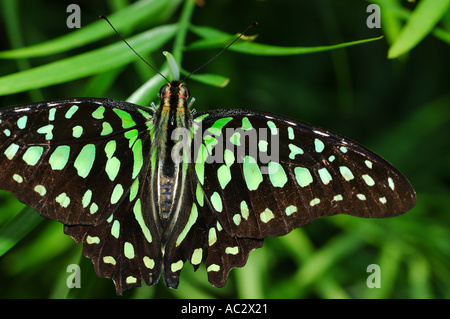 Grünen Malachit Schmetterling auf Strauch Stockfoto