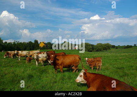 Guernsey-Milch-Kuh-Herde mit Kälbern in einer Weide Stockfoto