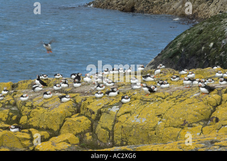 Herde von Papageitaucher Fratercula Arctica ruht auf Felsen bedeckt mit maritime Sunburst Flechte Xanthoria Parietina Farne Islands können Stockfoto