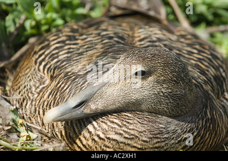 Gemeinsamen Eider, Somateria Mollissima, Weiblich, Farne Insel, Northumberland, Großbritannien Stockfoto