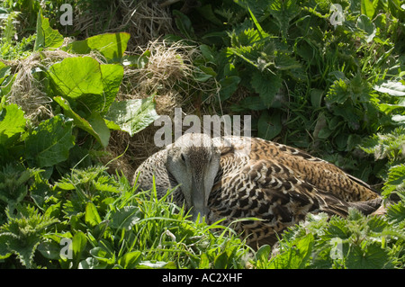 Das gemeinsame Eiderente (Somateria Mollissima) Weibchen sitzen auf Eiern, Farne Islands, Northumberland, UK, Europa Stockfoto