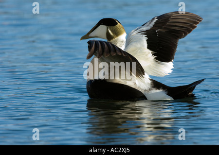 Eider, Somateria Mollissima, Männchen mit geöffneten Flügeln gemeinsame Harbour, Northumberland, UK Stockfoto