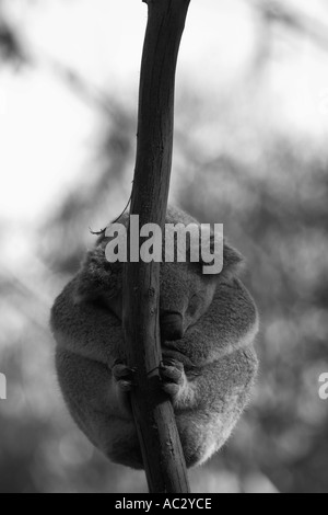 Koala Phascolarctos cinereus Stockfoto