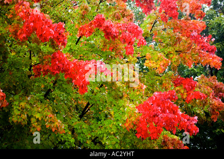 Blätter im Herbst an einem Ahornbaum in der Nähe von Knoxville, Tennessee Stockfoto