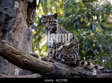 Nebelparder in Gefangenschaft Stockfoto