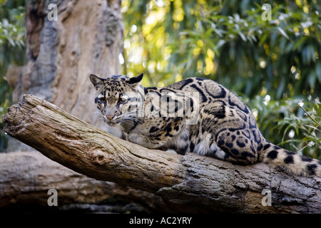 Nebelparder in Gefangenschaft Stockfoto