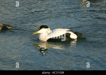 Schuss von männlichen Eider Drake in Northumberland. Stockfoto