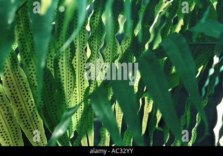 Goldene Maisöl, goldene Schlange Farn, Kohlpalme Farn (Phlebodium Aureum, Polypodium Aureum), Wedel Stockfoto