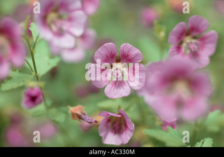 Kap-Malve (Anisodontea Capensis, Malvastrum Capensis Anisodontia Capensis), blühen Stockfoto