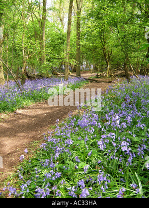 Bluebell Holz, Surrey, England Stockfoto