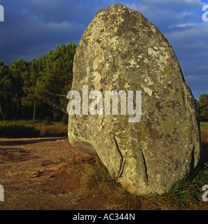 Menhir in Carnac, Frankreich, Bretagne Stockfoto