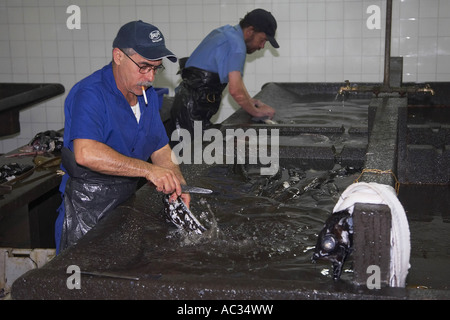 Atlantik Cutlassfish, großen Augen Delfins, Großkopf Delfins, Largehead Delfins (Trichiurus Lepturus), auf dem Fischmarkt, P Stockfoto