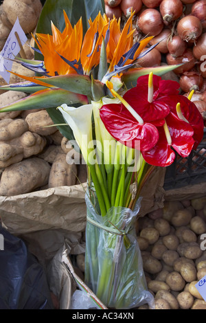 Kran-Blume, Paradiesvogel Blume, Geel Piesang (Strelitzia Reginae und Anthurium), am Obstmarkt, Portugal, Madeira, Stockfoto