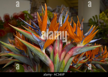 Kran-Blume, Vogel des Paradieses Blume, Geel Piesang (Strelitzia Reginae), an der Frucht Markt, Portugal, Madeira, Funchal Stockfoto