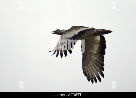 die Großtrappe (Otis Tarda), schwerste Vogel der Europa, Spanien, Extremadura Stockfoto