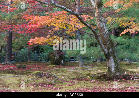 Japanese maple (Acer palmatum) in autumn colors Kinkakuji Temple (Golden Pavilion), Kyoto, Kansai Region, Japan Stockfoto