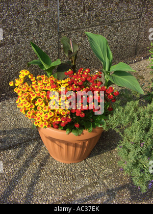 Taschenbuch-Anlage, Slipperwort, gelbe Slipperflower (Calceolaria Biflora), Topfpflanzen auf der Terrasse Stockfoto