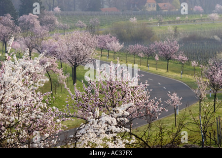 Bittermandel (Prunus Amygdalus), Avenue von Bittermandel Baum in Kulturlandschaft, Deutschland, Rheinland-Pfalz, Neustadt Stockfoto