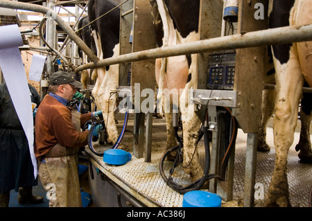 Landarbeiter zuordnen Kühe auf einer Rotary Melken Stube bei einem britischen Milchviehbetrieb Clustern. Stockfoto